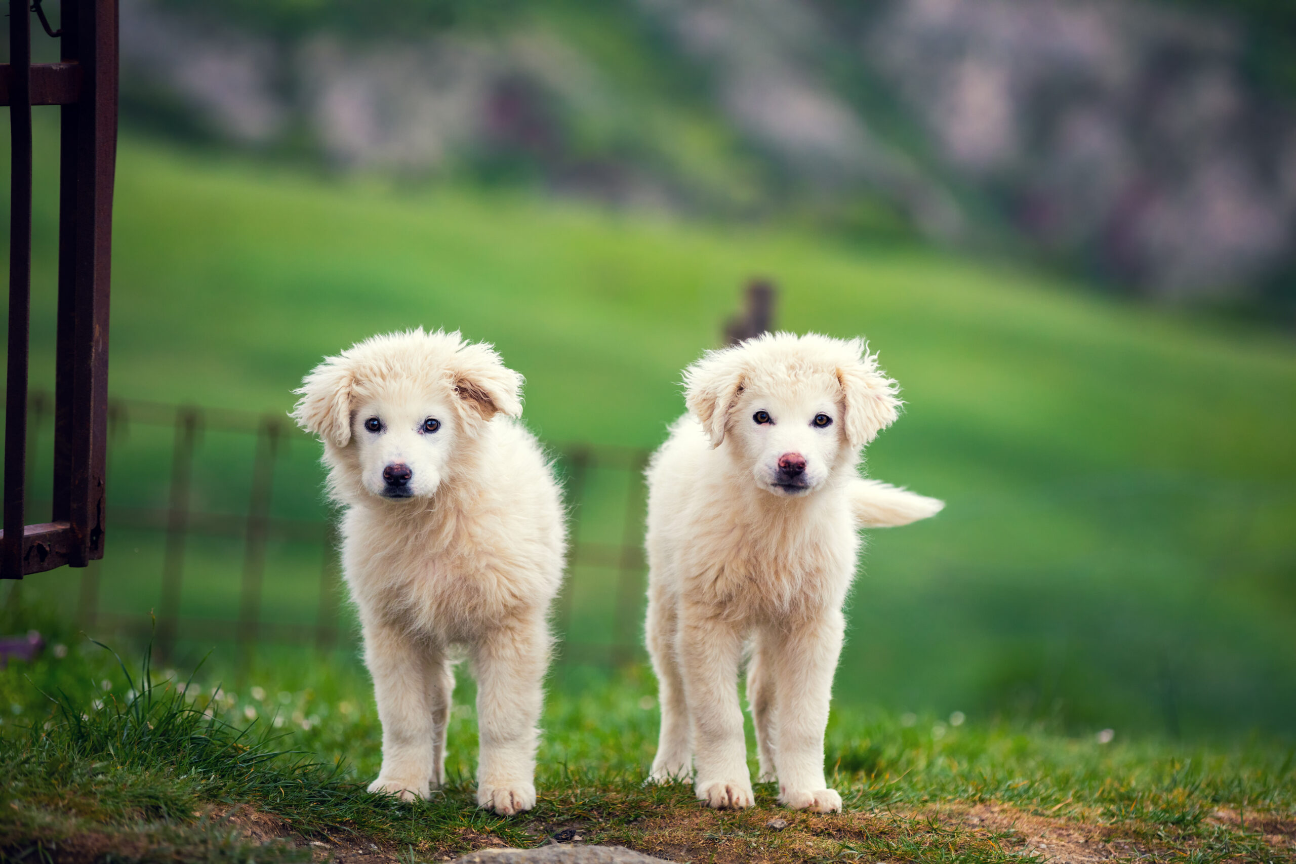Adding New Dogs Into an Existing Livestock Guardian Dog Pack